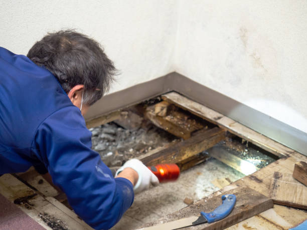 Best Black Mold Removal  in Elsberry, MO