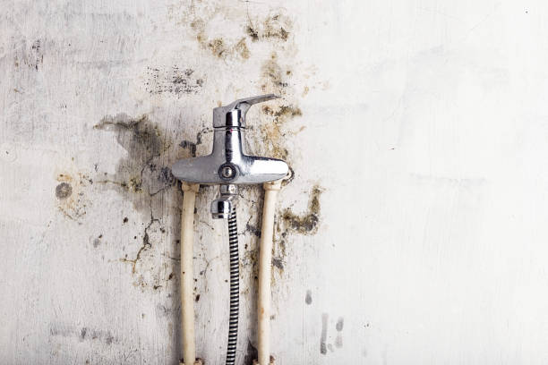 Best Office Mold Removal Services  in Elsberry, MO