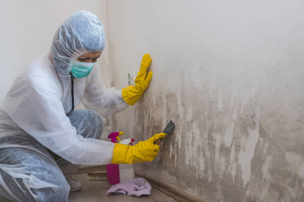 Crawl Space Mold Removal in Elsberry, MO