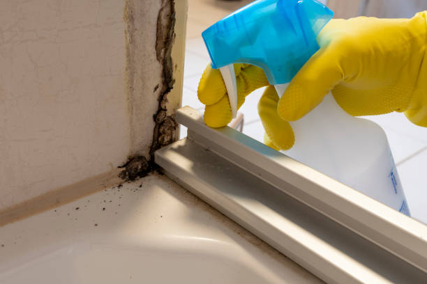 Best Mold Testing  in Elsberry, MO