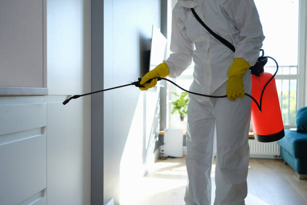 Best Attic Mold Removal  in Elsberry, MO