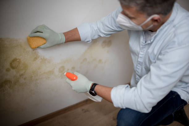 Best Local Mold Removal Service  in Elsberry, MO