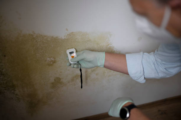 Best Black Mold Removal  in Elsberry, MO