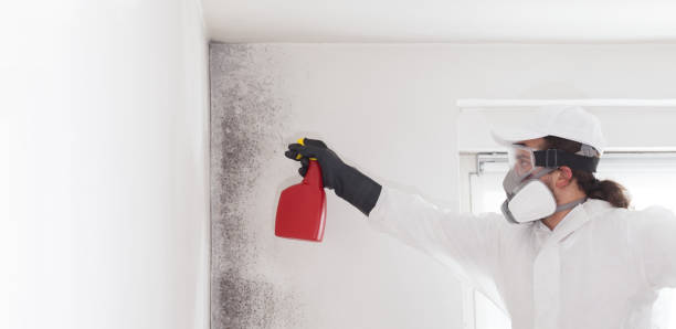 Best Mold Damage Repair  in Elsberry, MO