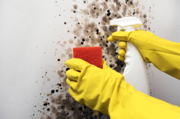 Mold Removal Process in Elsberry, MO
