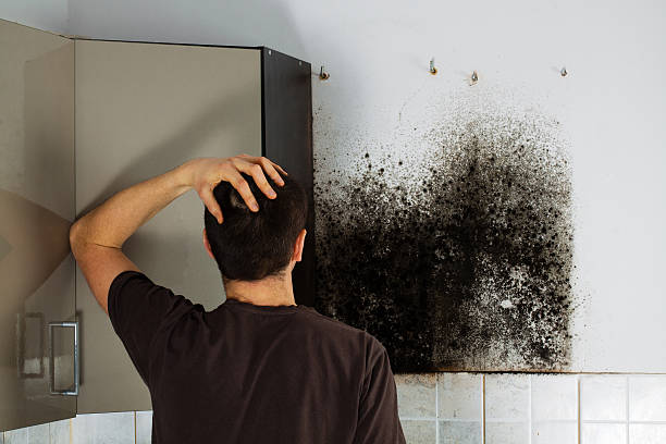 Professional Mold Removal in Elsberry, MO