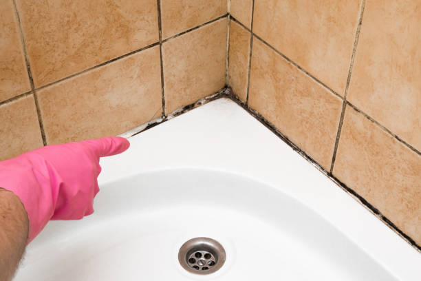 Best Home Mold Removal  in Elsberry, MO
