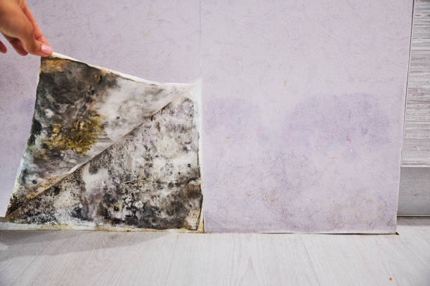 Best Certified Mold Removal  in Elsberry, MO